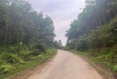 Chính chủ cần bán nhanh lô đất rừng tại Đường Quốc Lộ 2 – Xã Kim Thạch – Huyện Vị Xuyên – Hà Giang.