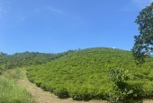 Cần bán mảnh đất Đại Lào xung quanh là đồi chè xanh mướt