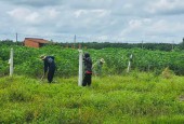 Cần bán 2 lô đất vườn full ONT tại Đồng Khởi, Châu Thành, Tây Ninh