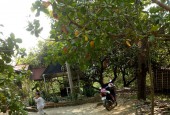 Bán đất rẫy bằng phẳng tại xã Phú Ngọc, Định Quán, Đồng Nai