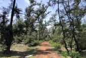 Bán đất rừng Bình Minh Thăng Bình, 36Ha,Võ Chí Công 91.x tỷ