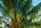 bán mảnh đất vườn cách tỉnh Lộ 5 chỉ 700m Ninh Hưng Ninh Hoà lh 0962130297 H.Hưng